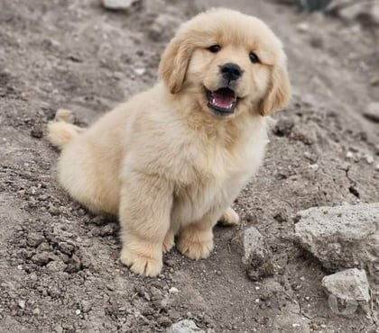 Mascotas en Venta La Cisterna Santiago - Fotos de Golden retriever rebajados