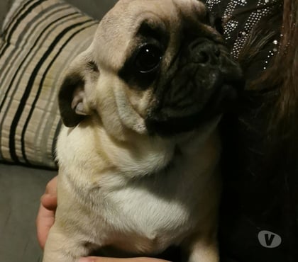 Gatos en Venta Quilpué Valparaíso - Fotos de Lindo perro pug hembra