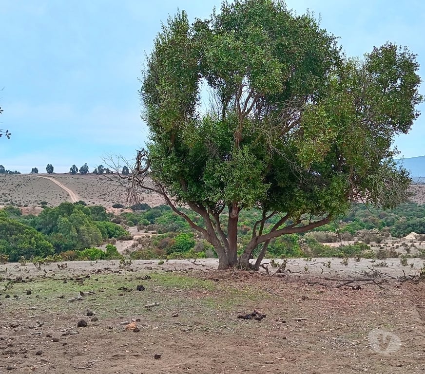 Parcelas en Venta Petorca Papudo - Fotos de Terreno en papudo sector romeral