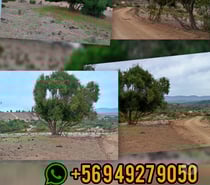 Terreno en papudo sector romeral