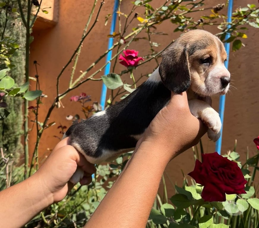 Gatos en Venta Curicó Curicó - Fotos de Beagles adorables