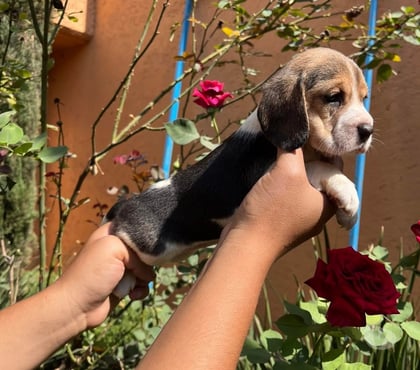 Mascotas en Chile Curicó Curicó - Fotos de Beagles adorables