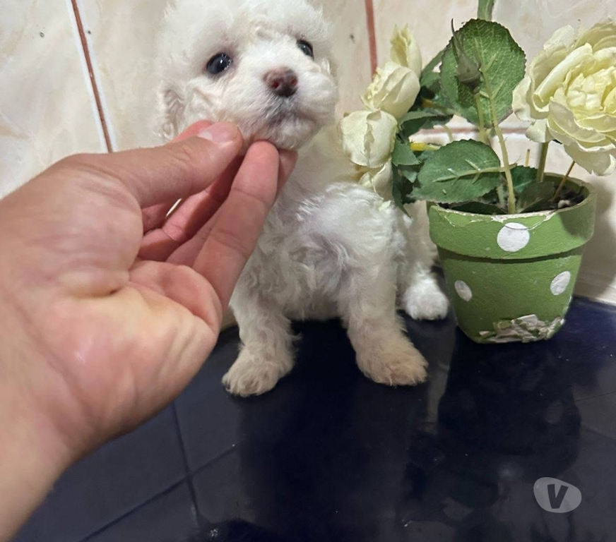 Gatos en Venta Curicó Curicó - Fotos de Poodle adorables