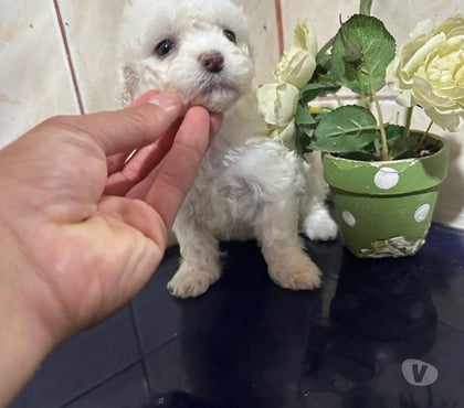 Mascotas en Venta Curicó Curicó - Fotos de Poodle adorables