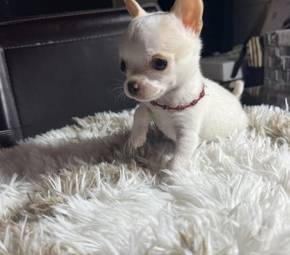 Venta de Mascotas Curicó Curicó - Fotos de Chihuahuas cabeza de manzana