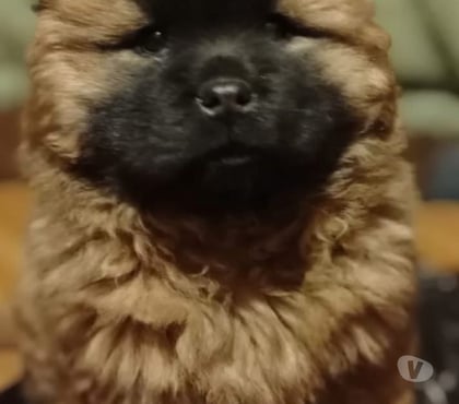 Venta de Mascotas Curicó Curicó - Fotos de Chow chow cachorros