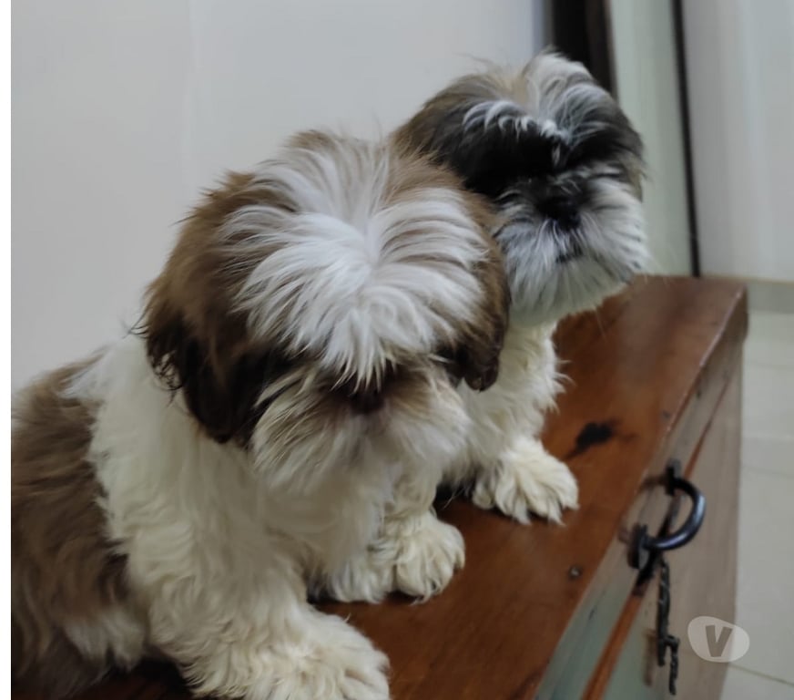 Gatos en Venta Talca Talca - Fotos de Shih Tzu Machitos Enanitos