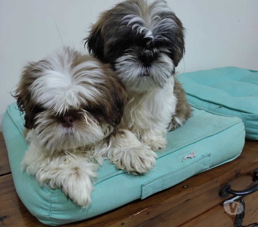 Gatos en Venta Talca Talca - Fotos de Shih Tzu Machitos Enanitos