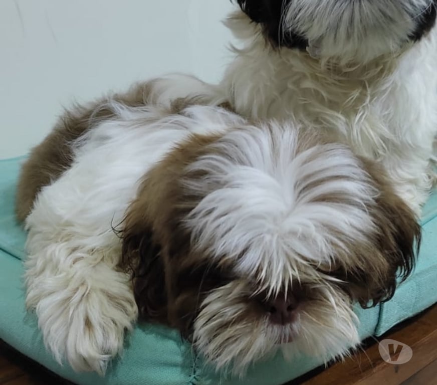 Gatos en Venta Talca Talca - Fotos de Shih Tzu Machitos Enanitos