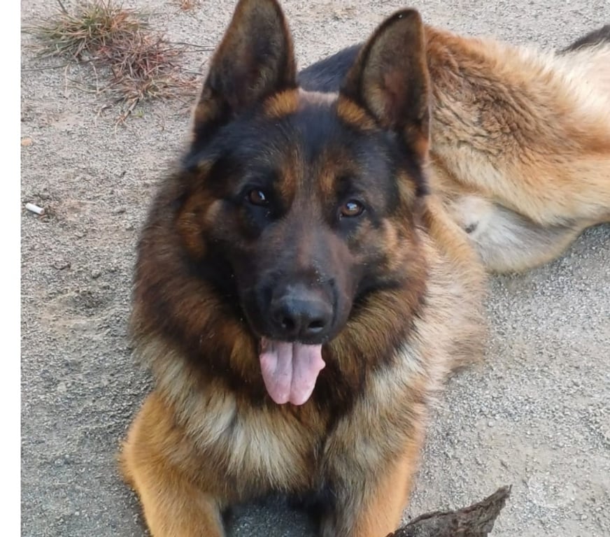 Gatos en Venta Curicó Curicó - Fotos de Cachorros pstor aleman