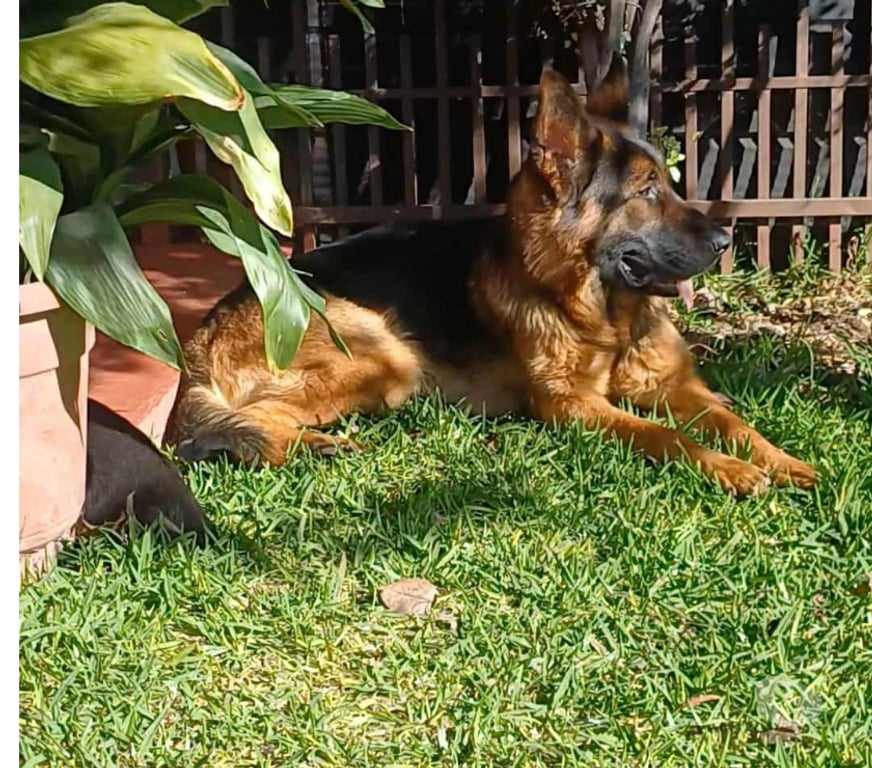 Gatos en Venta Curicó Curicó - Fotos de Cachorros pstor aleman