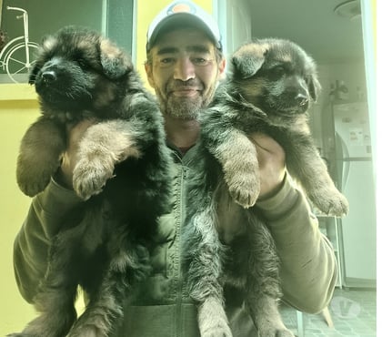 Mascotas en Venta Curicó Curicó - Fotos de Cachorros pstor aleman