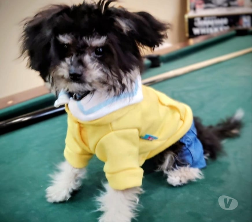 Gatos en Venta Talagante Padre Hurtado - Fotos de RECIBO OFERTAS POR CACHORRO MALTIPOO MICROTOY MUY PEQUEÑO