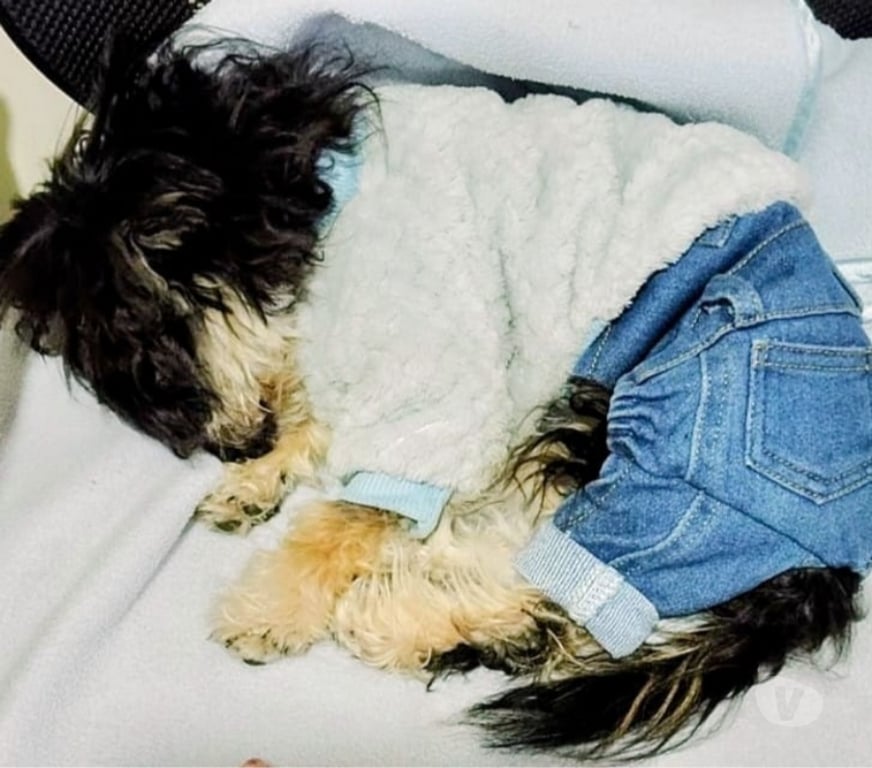 Gatos en Venta Talagante Padre Hurtado - Fotos de RECIBO OFERTAS POR CACHORRO MALTIPOO MICROTOY MUY PEQUEÑO