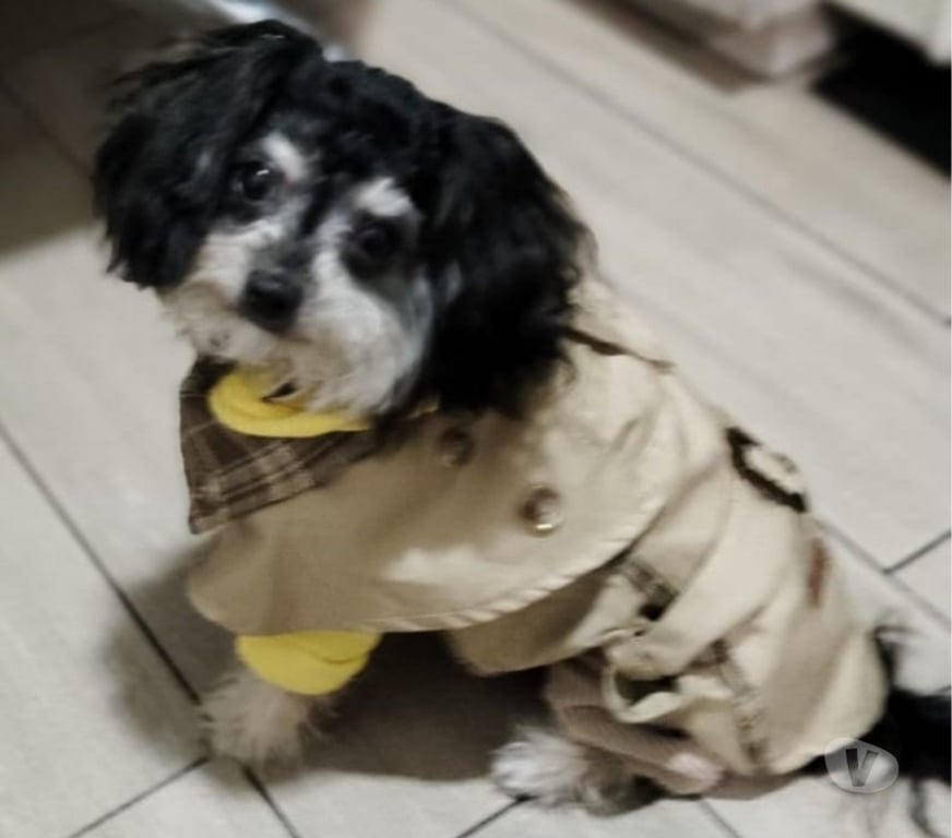 Gatos en Venta Talagante Padre Hurtado - Fotos de RECIBO OFERTAS POR CACHORRO MALTIPOO MICROTOY MUY PEQUEÑO