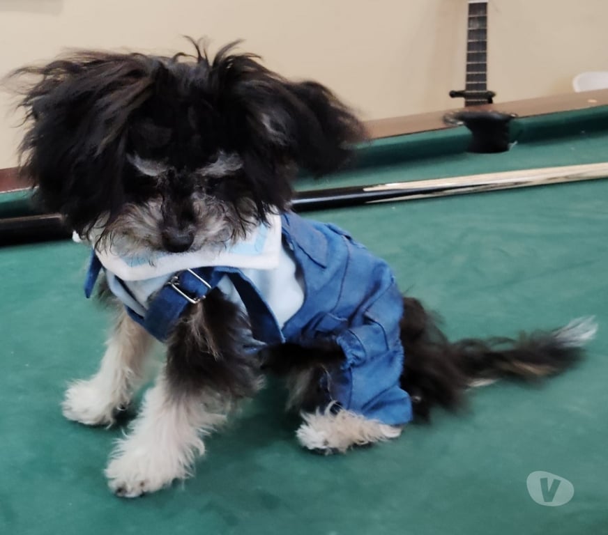 Gatos en Venta Talagante Padre Hurtado - Fotos de RECIBO OFERTAS POR CACHORRO MALTIPOO MICROTOY MUY PEQUEÑO