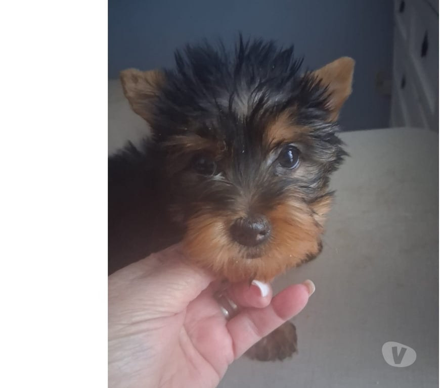 Gatos en Venta Santiago Maipú - Fotos de Yorkshire Hembra