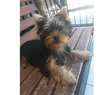 Perros en Venta Maipú Santiago - Fotos de Yorkshire Hembra
