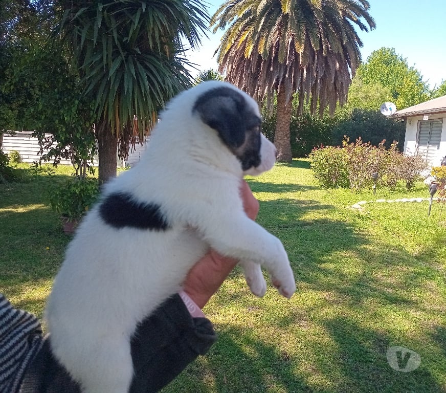 Gatos en Venta Santiago Vitacura - Fotos de Border Collie cachorros muy hermosos