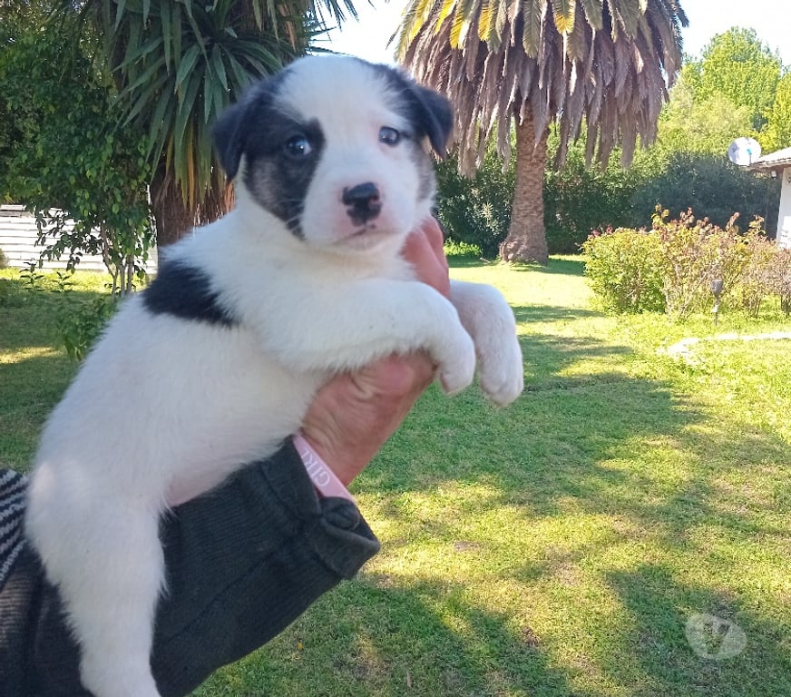 Gatos en Venta Santiago Vitacura - Fotos de Border Collie cachorros muy hermosos