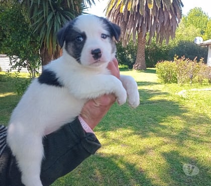 Mascotas en Chile Vitacura Santiago - Fotos de Border Collie cachorros muy hermosos