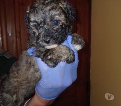 Mascotas en Venta Vitacura Santiago - Fotos de Poodle toy cachorros negros y gris