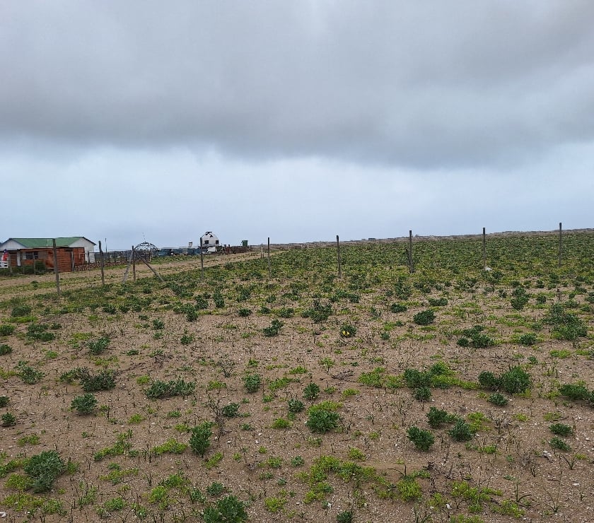 Campos-Fundos-Haciendas La Higuera Elqui - Fotos de Los choros Los Llanos