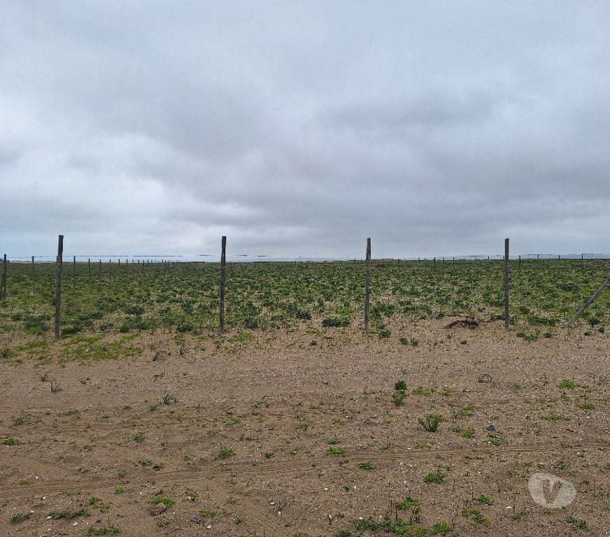 Venta de Haciendas Elqui La Higuera - Fotos de Los choros Los Llanos