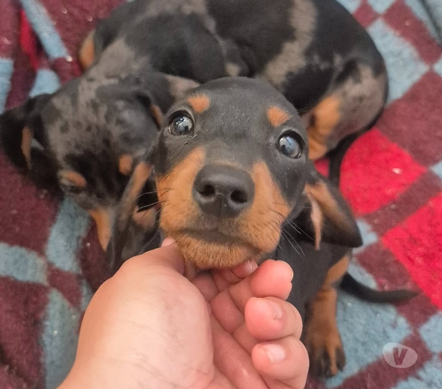 Gatos en Venta Valparaíso Viña del Mar - Fotos de Ultimos Cachorritos Salchichas