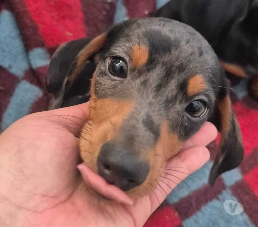 Gatos en Venta Valparaíso Viña del Mar - Fotos de Ultimos Cachorritos Salchichas