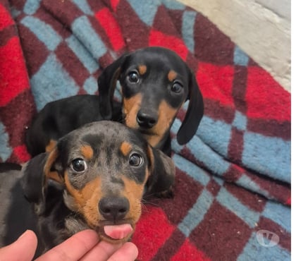 Perros en Venta Viña del Mar Valparaíso - Fotos de Ultimos Cachorritos Salchichas