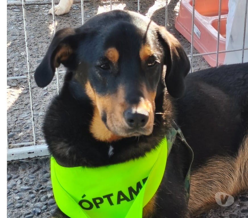 Adopción ed Animales Santiago Maipú - Fotos de Joven cachorro activo, travieso y regalón te espera