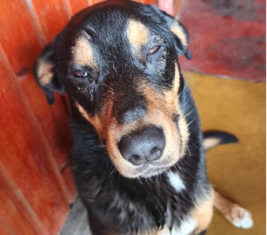 Adopción ed Animales Santiago Maipú - Fotos de Joven cachorro activo, travieso y regalón te espera