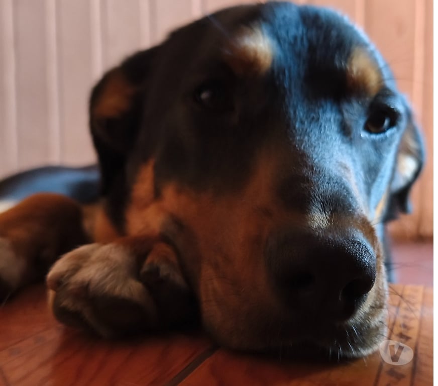 Adopción ed Animales Santiago Maipú - Fotos de Joven cachorro activo, travieso y regalón te espera