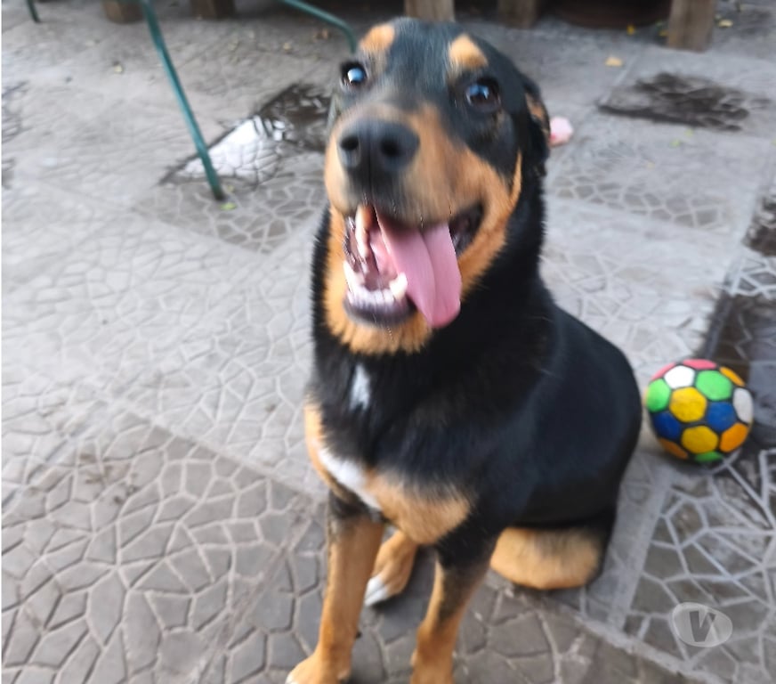 Adopción ed Animales Santiago Maipú - Fotos de Joven cachorro activo, travieso y regalón te espera