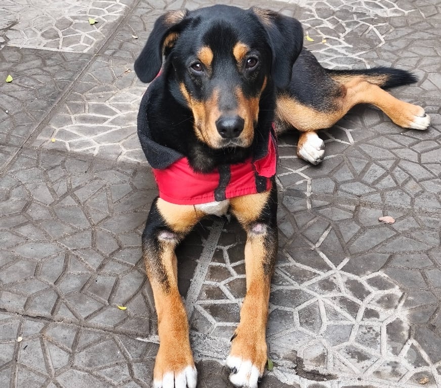 Adopción ed Animales Santiago Maipú - Fotos de Joven cachorro activo, travieso y regalón te espera