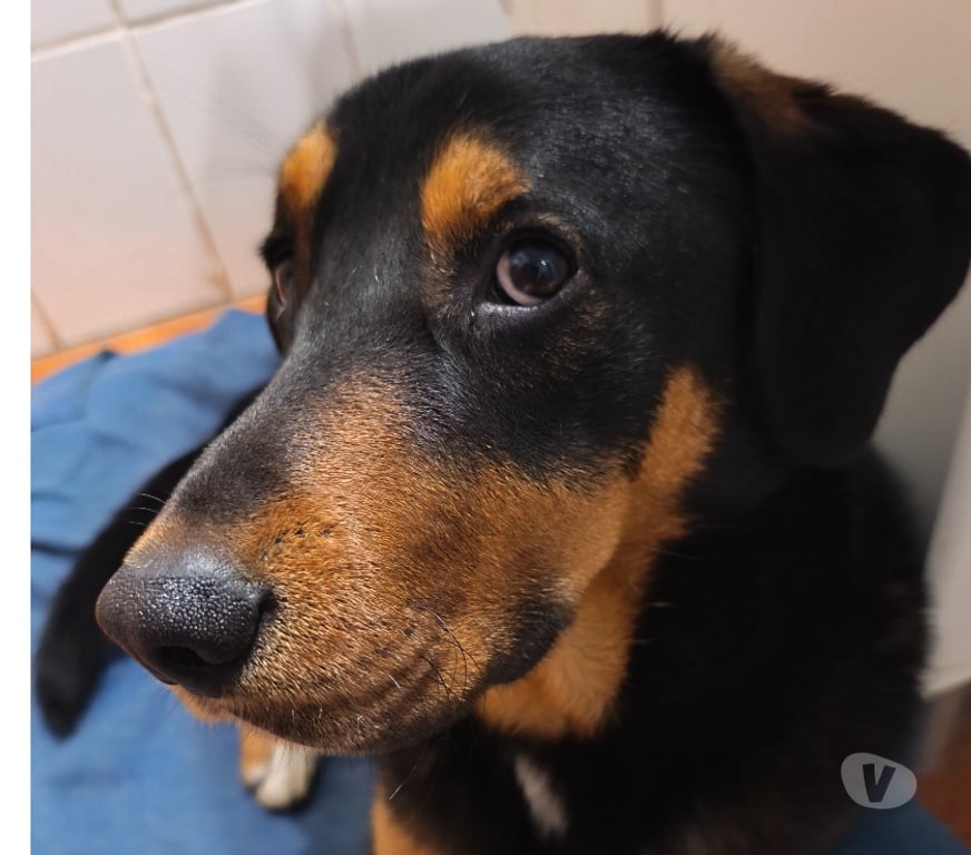 Adopción ed Animales Santiago Maipú - Fotos de Joven cachorro activo, travieso y regalón te espera