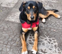 Joven cachorro activo, travieso y regalón te espera