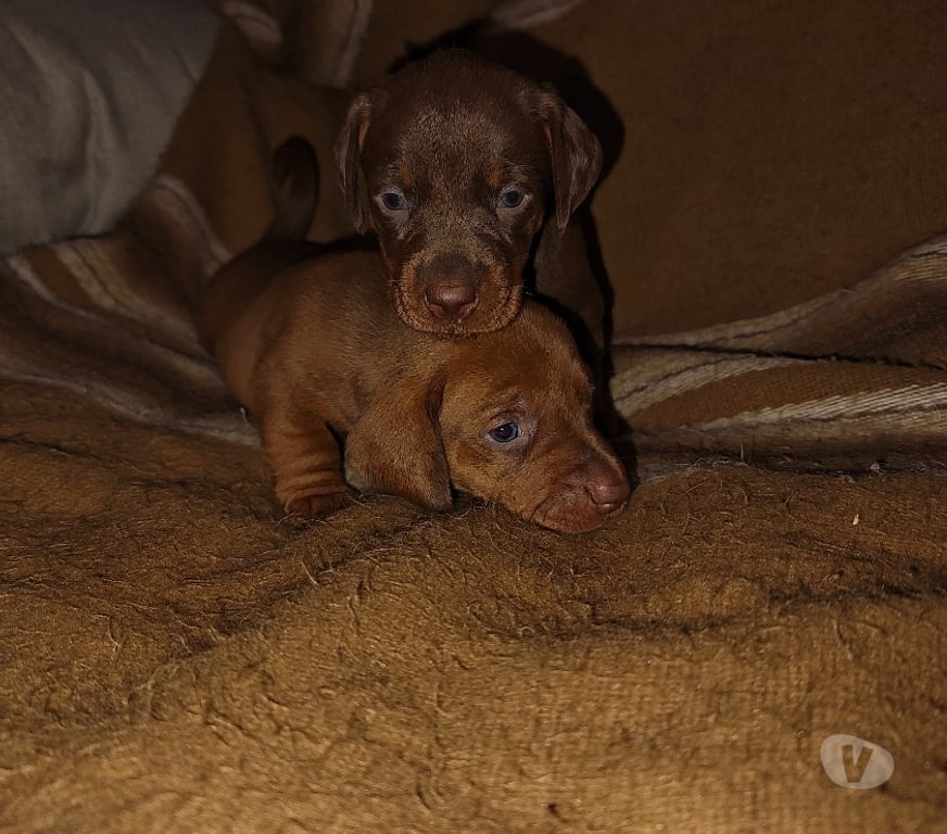 Gatos en Venta Osorno Puyehue - Fotos de Cachorros salchicha