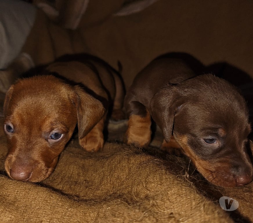 Gatos en Venta Osorno Puyehue - Fotos de Cachorros salchicha
