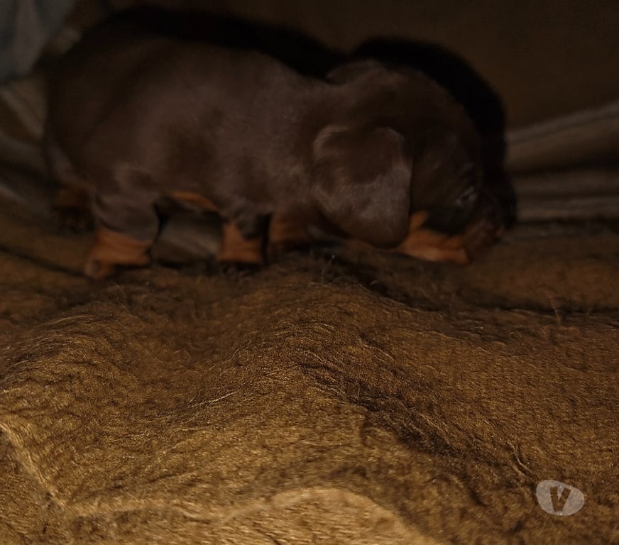 Gatos en Venta Osorno Puyehue - Fotos de Cachorros salchicha