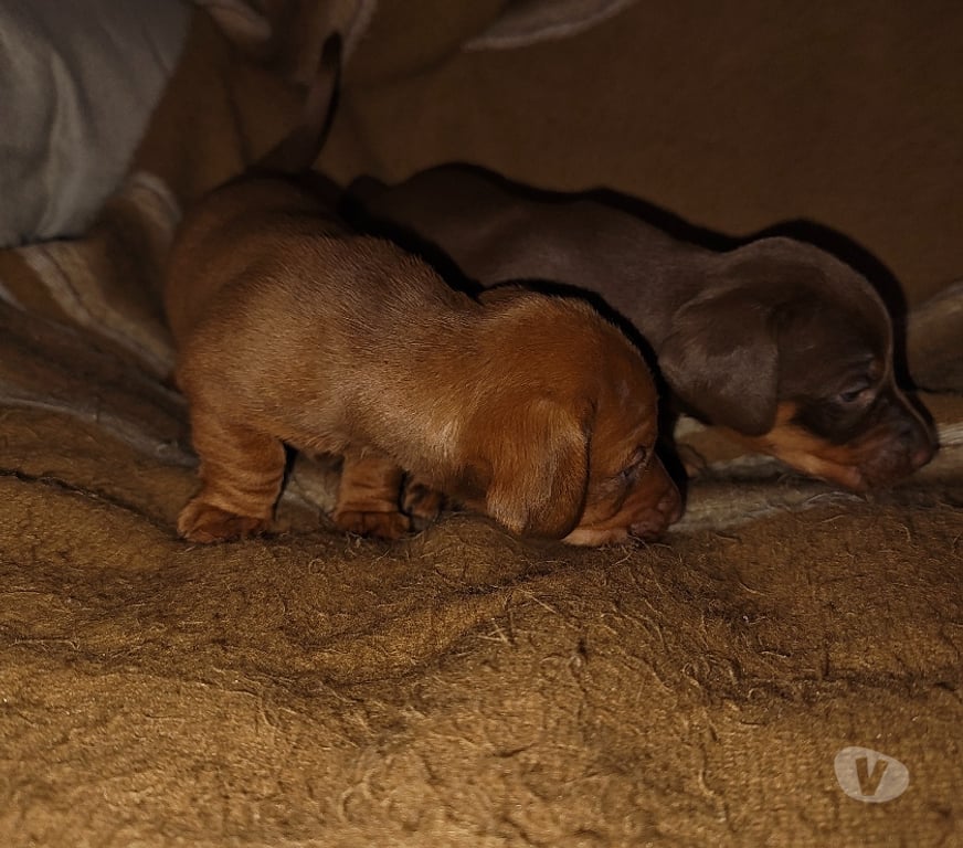Gatos en Venta Osorno Puyehue - Fotos de Cachorros salchicha