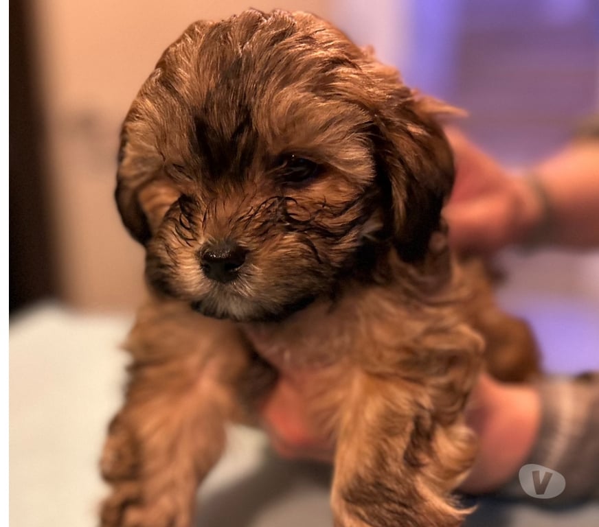 Gatos en Venta Llanquihue Puerto Montt - Fotos de Hermosos Cachorros (Shih- Pood)