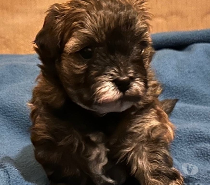 Gatos en Venta Osorno Osorno - Fotos de Hermosos Cachorros (Shih- Pood)