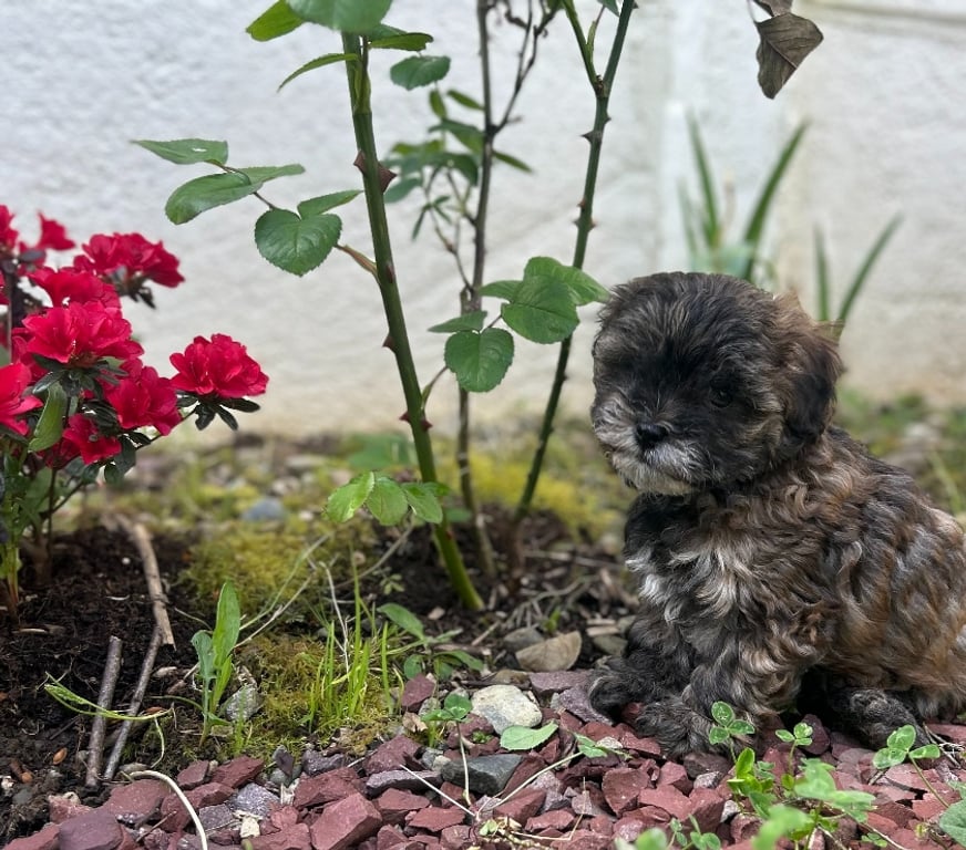 Gatos en Venta Llanquihue Puerto Montt - Fotos de Hermosos Cachorros (Shih- Pood)