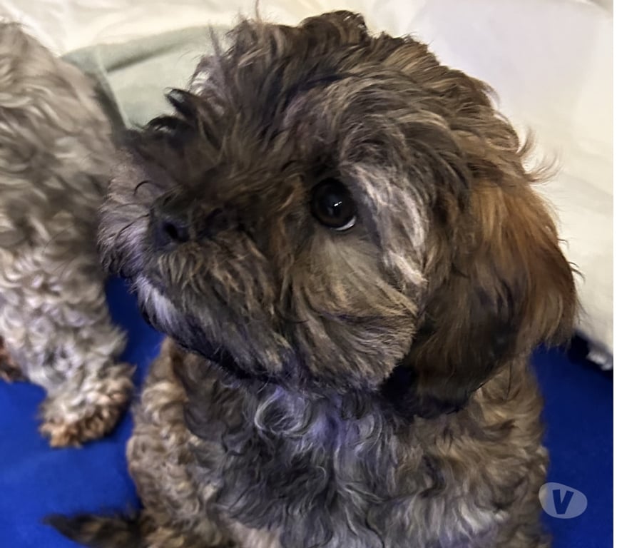 Gatos en Venta Llanquihue Puerto Montt - Fotos de Hermosos Cachorros (Shih- Pood)