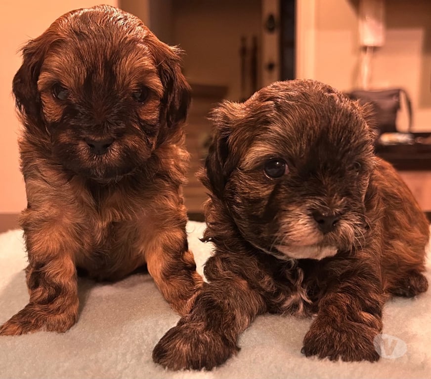 Gatos en Venta Osorno Osorno - Fotos de Hermosos Cachorros (Shih- Pood)