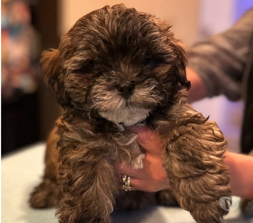 Gatos en Venta Llanquihue Puerto Montt - Fotos de Hermosos Cachorros (Shih- Pood)