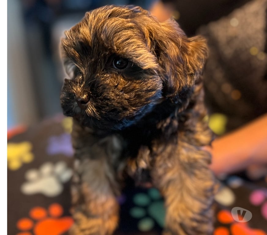 Gatos en Venta Llanquihue Puerto Montt - Fotos de Hermosos Cachorros (Shih- Pood)