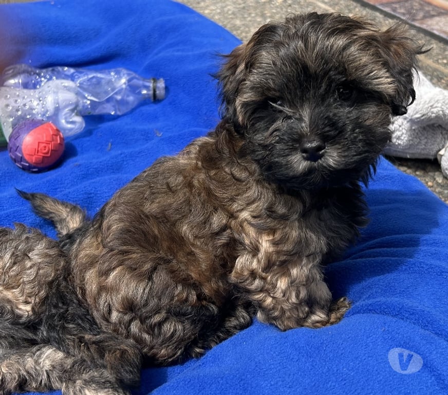 Gatos en Venta Llanquihue Puerto Montt - Fotos de Hermosos Cachorros (Shih- Pood)